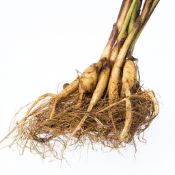 vetiver root