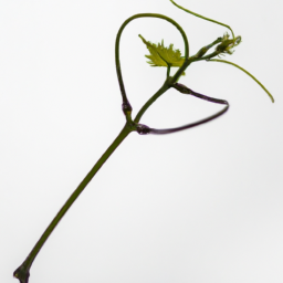 vine