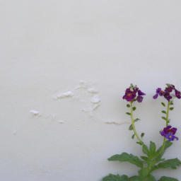 wallflower