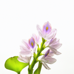 water hyacinth