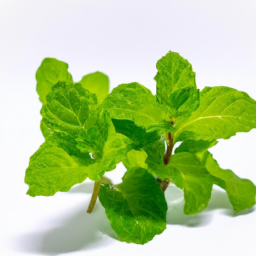 water mint