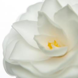 white camelia