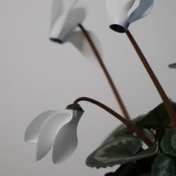 white cyclamen