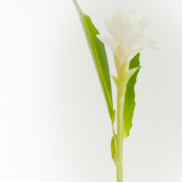 white ginger lily