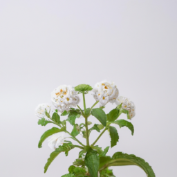 white heliotrope