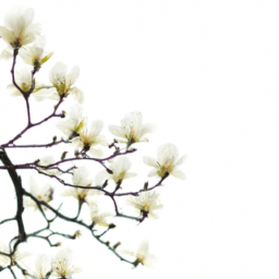 white magnolia