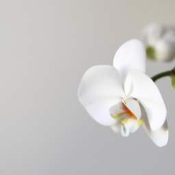 white orchid