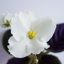 white violet