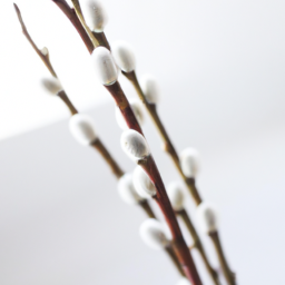 white willow