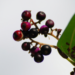 wild berries