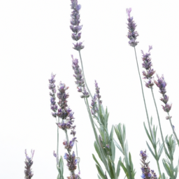 wild lavender