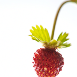 wild strawberry