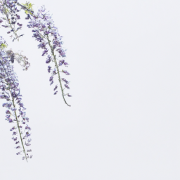 wisteria