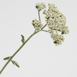 yarrow