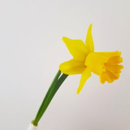 yellow narcissus