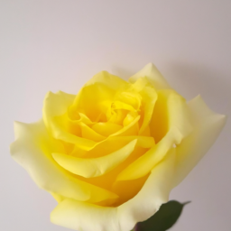 yellow rose