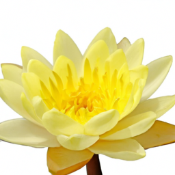yellow water lily