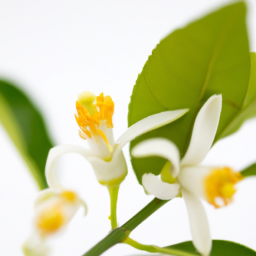 yuzu flower